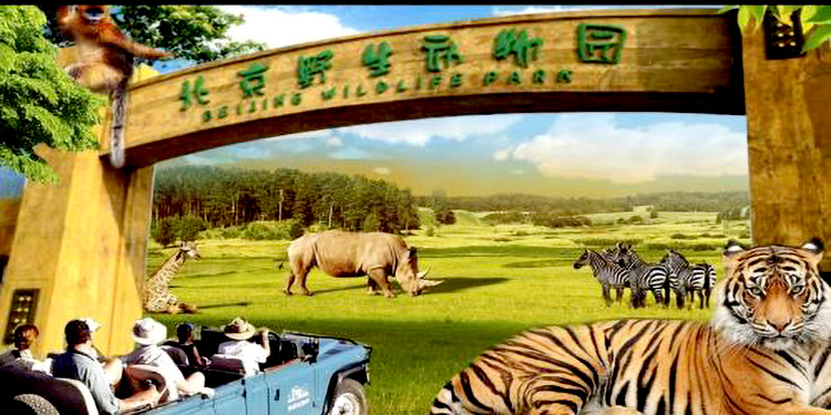北京野生动物园一日游