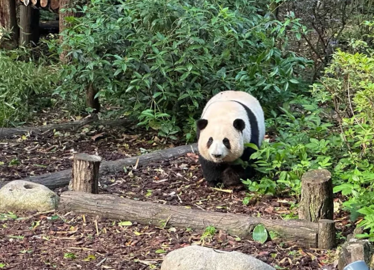 12 Nights / 14 Days (Speed China Tour) Beijing - Luoyang/Shaolin - Chengdu - Chongqing - Shanghai