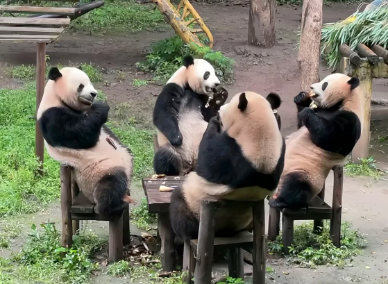 【Beyond the Classics: Dive into China's Past & Future Tour】12-Day Beijing, Xian, Chongqing, Yangtze