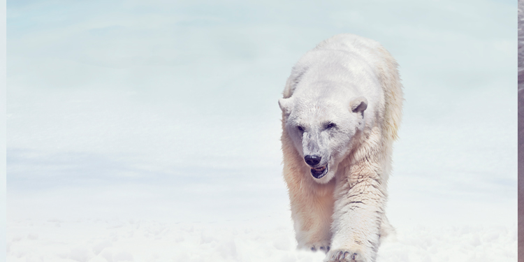 追梦北极熊-探寻北极光-11天壮美的峡湾-迷人的冰川-连绵的冰山冰架--独特的野生动物-金色的北极植被-历史